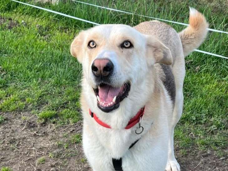 Lodis, belle et douce chienne à adopter