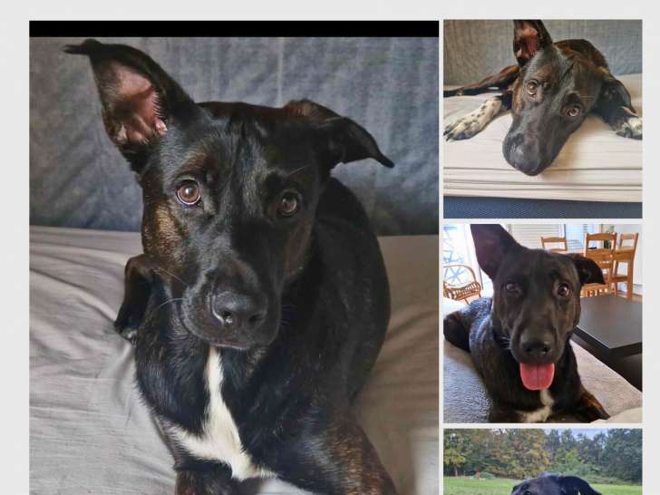 Tilou, chien à adopter