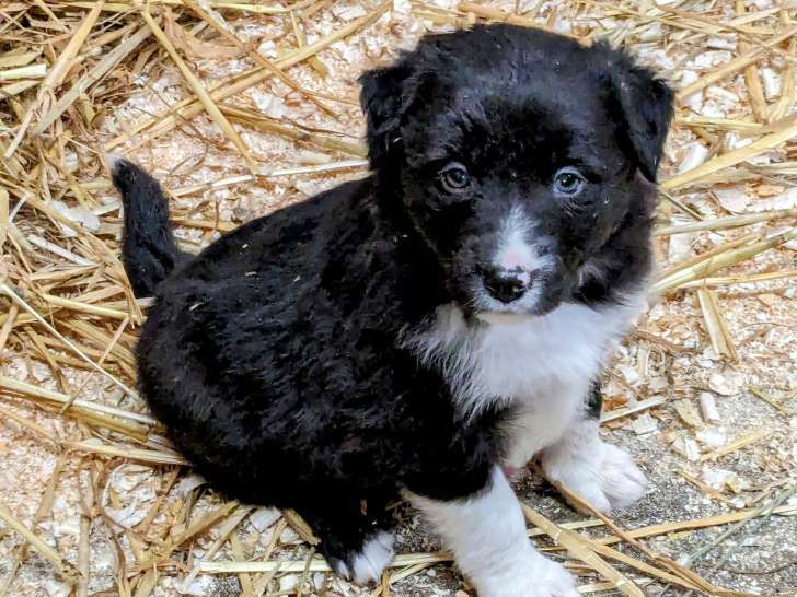 Chiots Border Collie à vendre