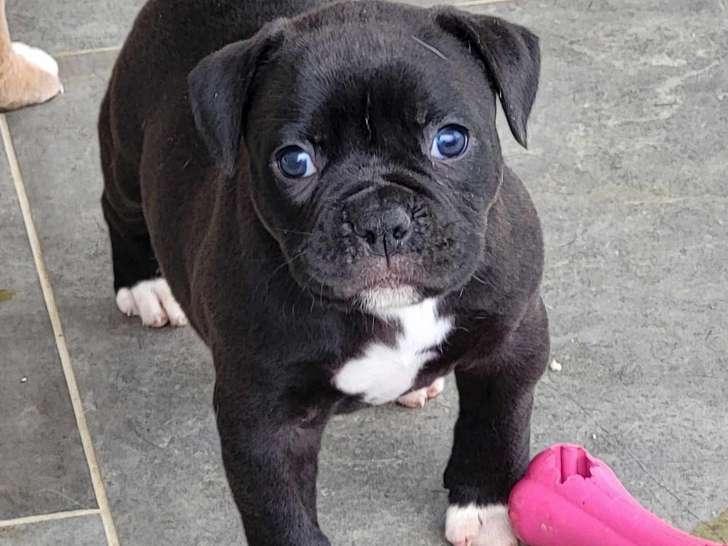 Chiots de race Bouledogue Américain à vendre (4 femelles & 3 mâles)