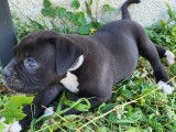 Chiots de race Bouledogue Américain à vendre (4 femelles & 3 mâles)