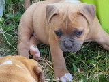Chiots de race Bouledogue Américain à vendre (4 femelles & 3 mâles)