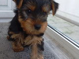 Chiot de type Yorkshire à vendre