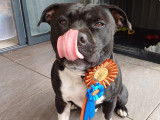 Mâle Staffordshire Bull Terrier disponible pour saillie