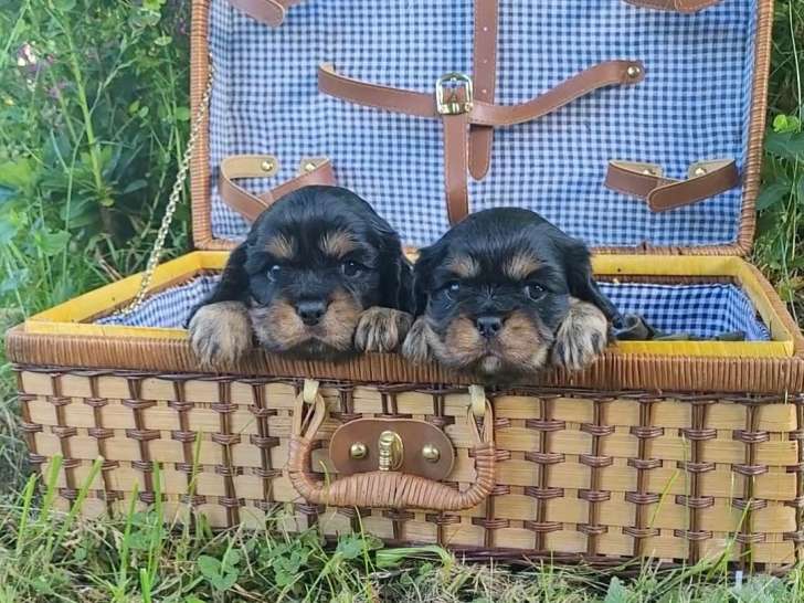 Chiots Cavalier King Charles inscrits au LOF à vendre