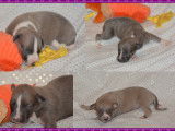 Chiots Whippet LOF à vendre