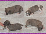 Chiots Whippet LOF à vendre