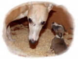 Chiots Whippet LOF à vendre