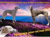 Chiots Whippet LOF à vendre