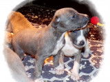 Chiots Whippet LOF à vendre