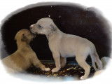 Chiots Whippet LOF à vendre