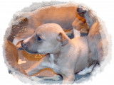 Chiots Whippet LOF à vendre