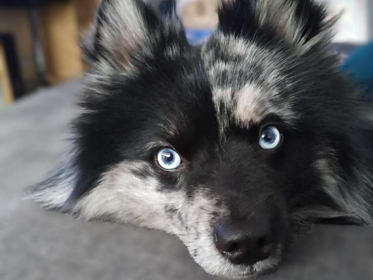 Mâle Pomsky disponible pour saillie