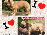 Chiot de race Bouledogue Français à naître