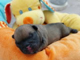 Chiot de race Bouledogue Français à naître