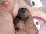 Chiot de race Bouledogue Français à naître