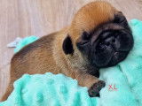 Chiot de race Bouledogue Français à naître