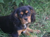 Chiots Cavalier King Charles LOF à vendre