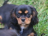 Chiots Cavalier King Charles LOF à vendre