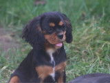 Chiots Cavalier King Charles LOF à vendre