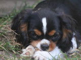 Chiots Cavalier King Charles LOF à vendre