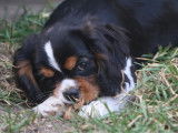 Chiots Cavalier King Charles LOF à vendre