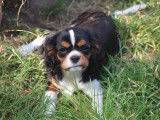 Chiots Cavalier King Charles LOF à vendre