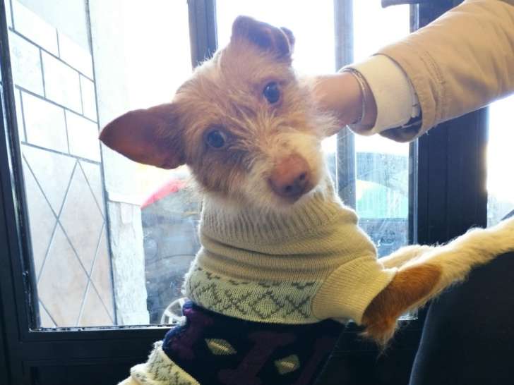 Ofelia, petite chienne joyeuse à adopter