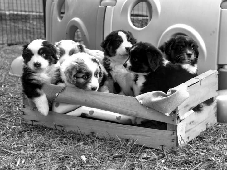 Chiots Berger Australien Miniature à vendre