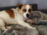 Chien âgé de 4 ans