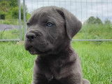 Chiots Cane Corso LOF à vendre