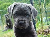 Chiots Cane Corso LOF à vendre