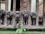 Chiots Cane Corso LOF à vendre
