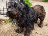 Chien bringé