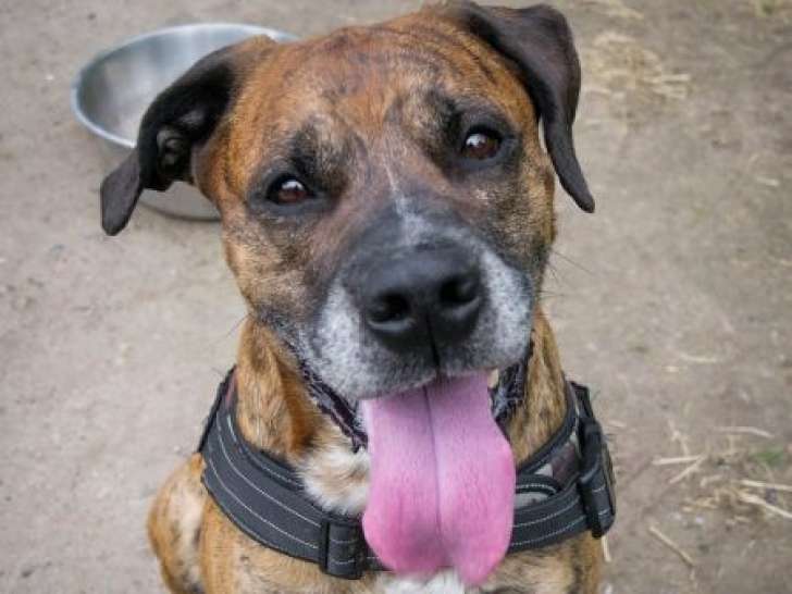 Chien bringé