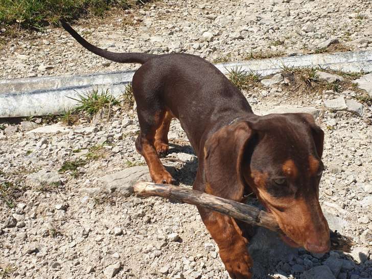 Femelle Teckel à poil ras cherche mâle pour saillie