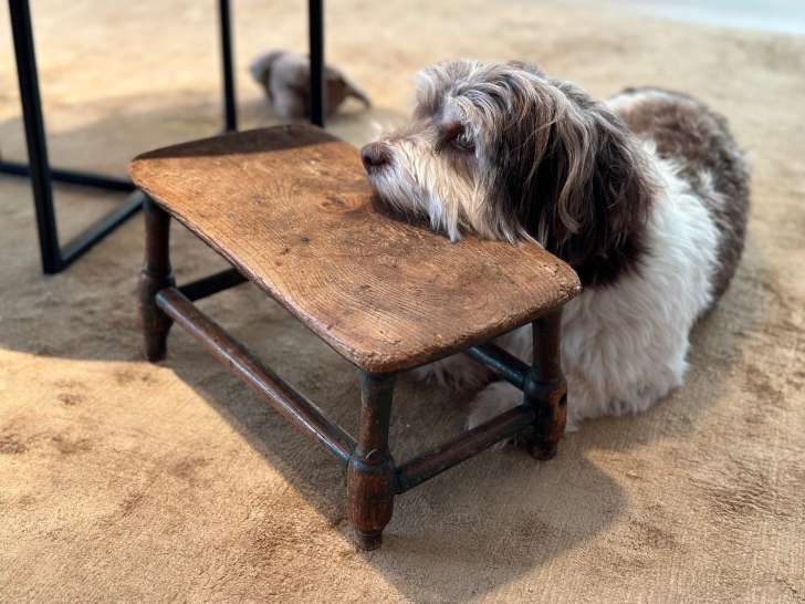 Magnifique Mâle Bichon Havanais LOSH disponible pour saillie