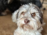 Magnifique Mâle Bichon Havanais LOSH disponible pour saillie