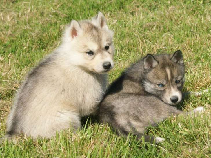 À réserver, 6 chiots Huskies Sibériens LOF
