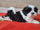 1 chiot femelle Shih Tzu LOF