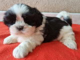 1 chiot femelle Shih Tzu LOF