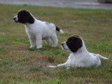 À vendre, 2 chiots mâles Springers Spaniels LOF