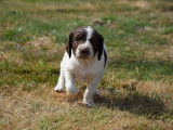 À vendre, 2 chiots mâles Springers Spaniels LOF