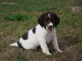 À vendre, 2 chiots mâles Springers Spaniels LOF