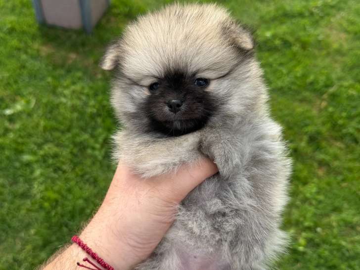 Chiots Loulou de Poméranie à vendre