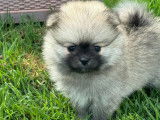 Chiots Loulou de Poméranie à vendre