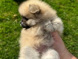 Chiots Loulou de Poméranie à vendre