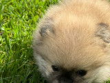 Chiots Loulou de Poméranie à vendre