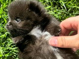 Chiots Loulou de Poméranie à vendre