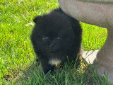Chiots Loulou de Poméranie à vendre
